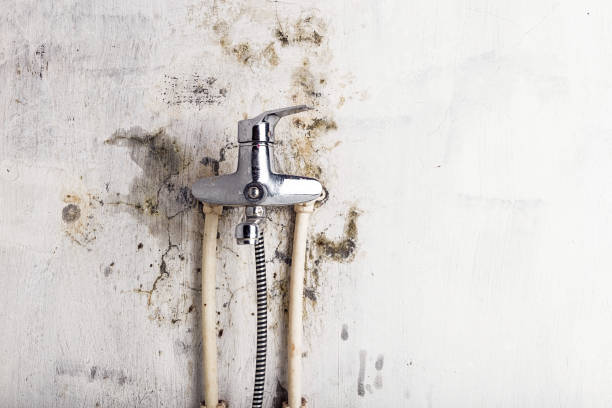 Reliable Nikiski, AK Mold Removal Solutions