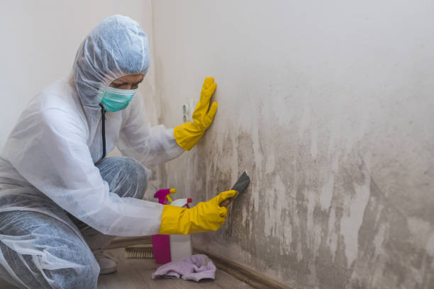 Best Home Mold Removal  in Nikiski, AK
