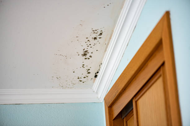 Best Mold Remediation Services  in Nikiski, AK
