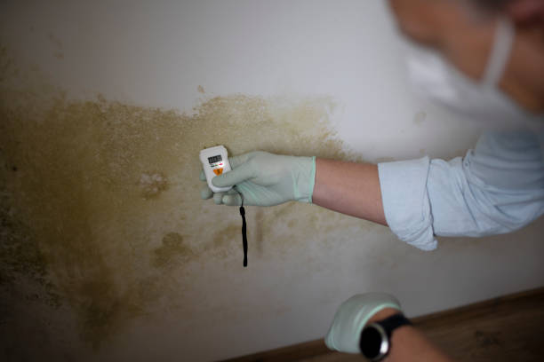 Crawl Space Mold Removal in Nikiski, AK