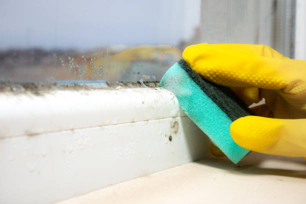 Mold Removal and Inspection in Nikiski, AK