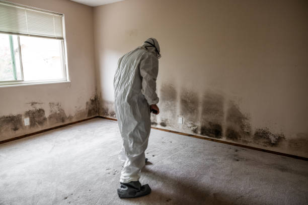 Best Mold Damage Repair  in Nikiski, AK