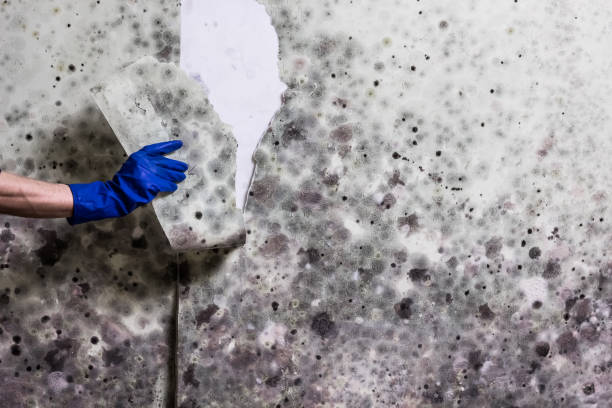 Best Mold Inspection  in Nikiski, AK