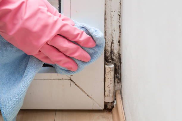 Best Commercial Mold Removal  in Nikiski, AK